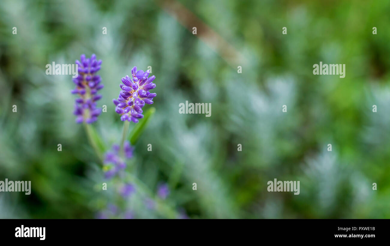 Viola di lavanda in sfondo sfocato Foto Stock