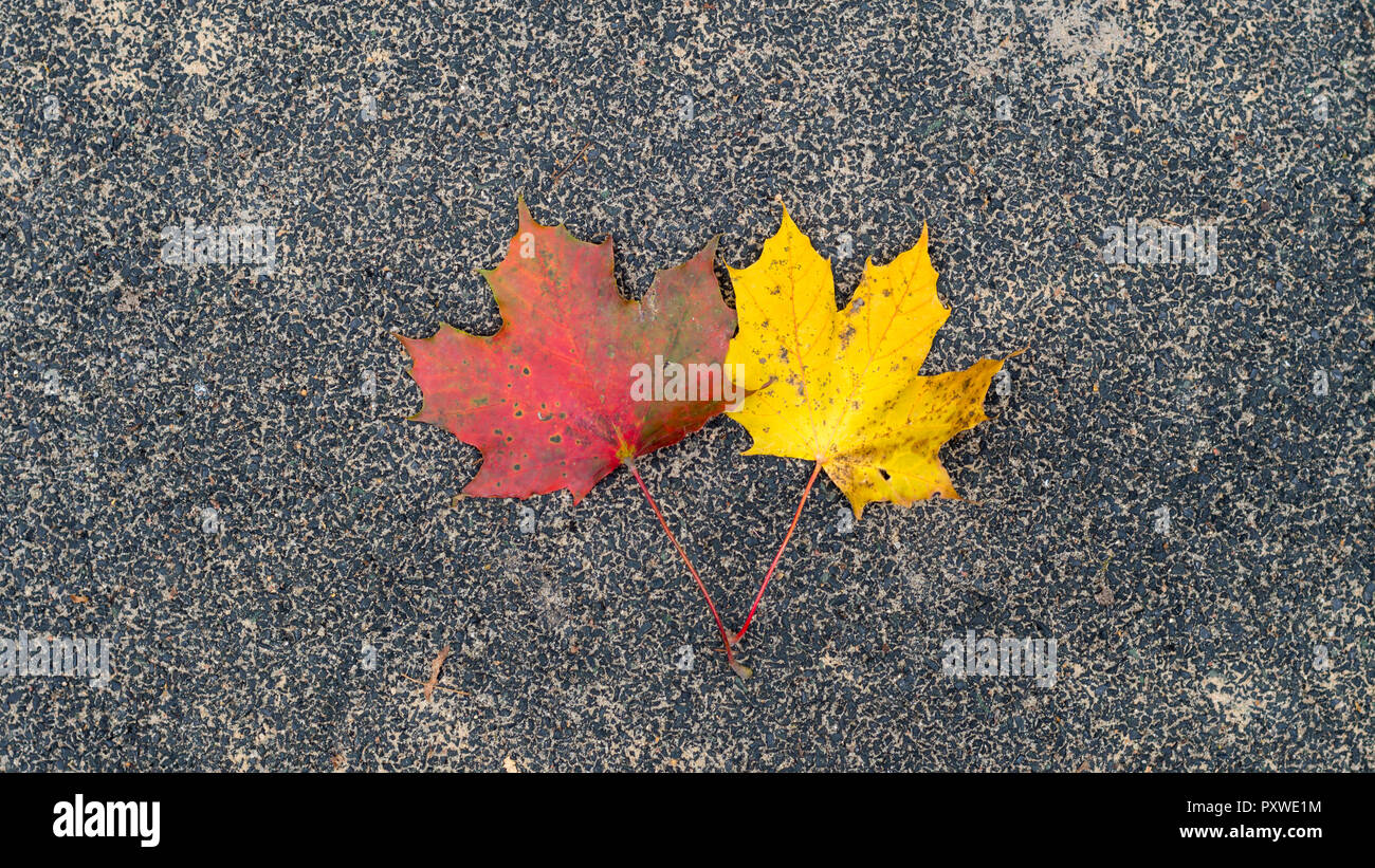Rosso e giallo di foglie di acero sul terreno Foto Stock