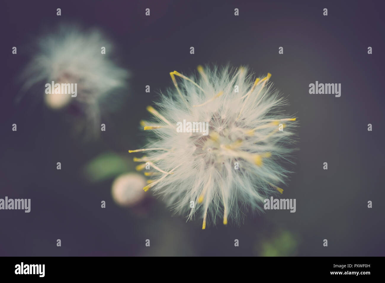 Dente di Leone Foto Stock