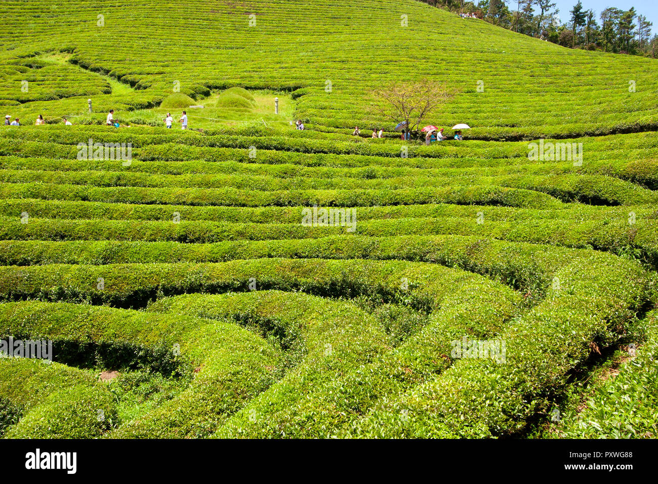 Il tè verde campi di Bossing, Gyeongsangnam-do Provincia, Corea del Sud. Foto Stock