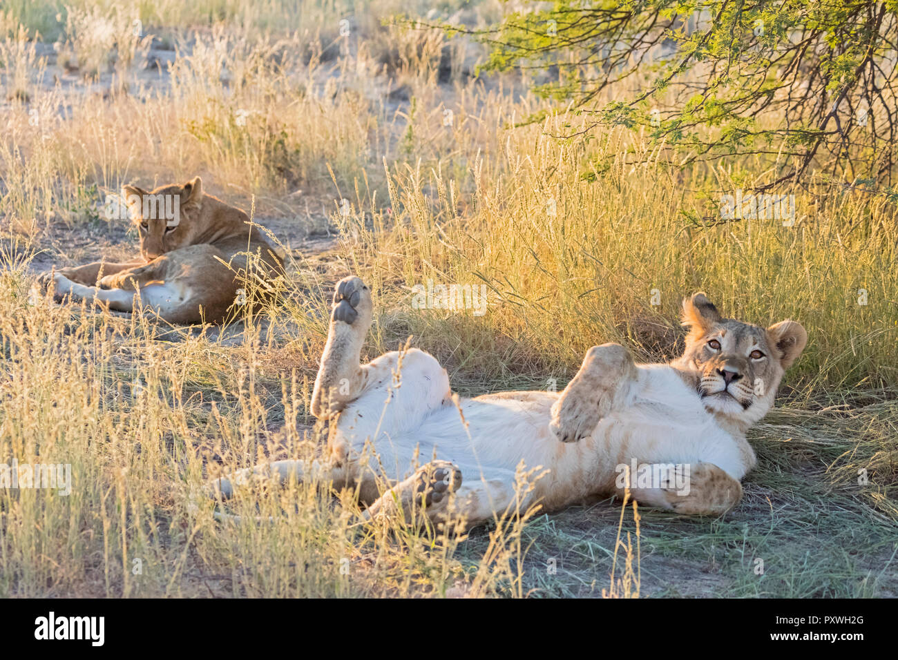 Il Botswana, Kgalagadi Parco transfrontaliero, lion Panthera leo Foto Stock