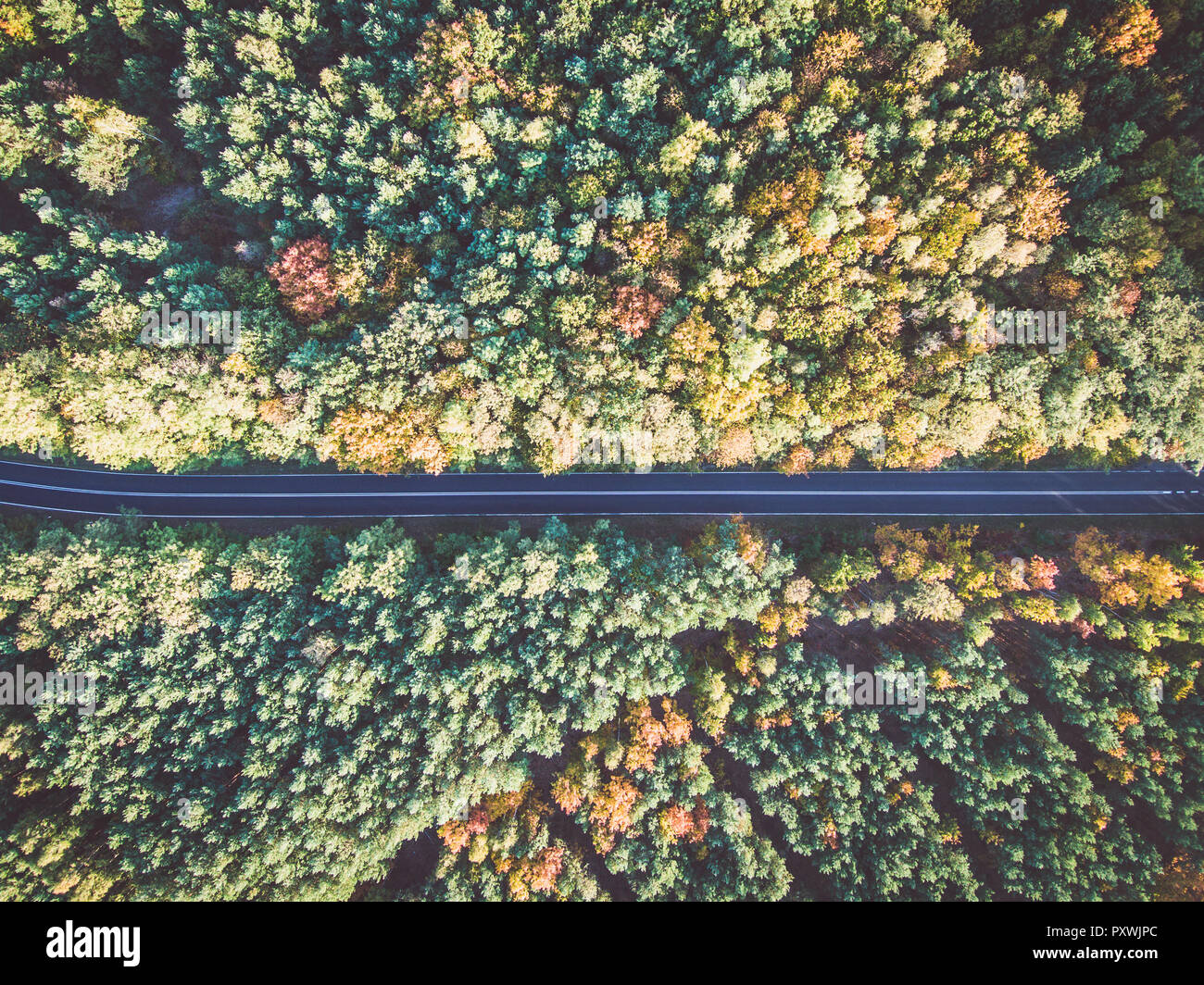 Strada attraverso colorate foresta di autunno Foto Stock