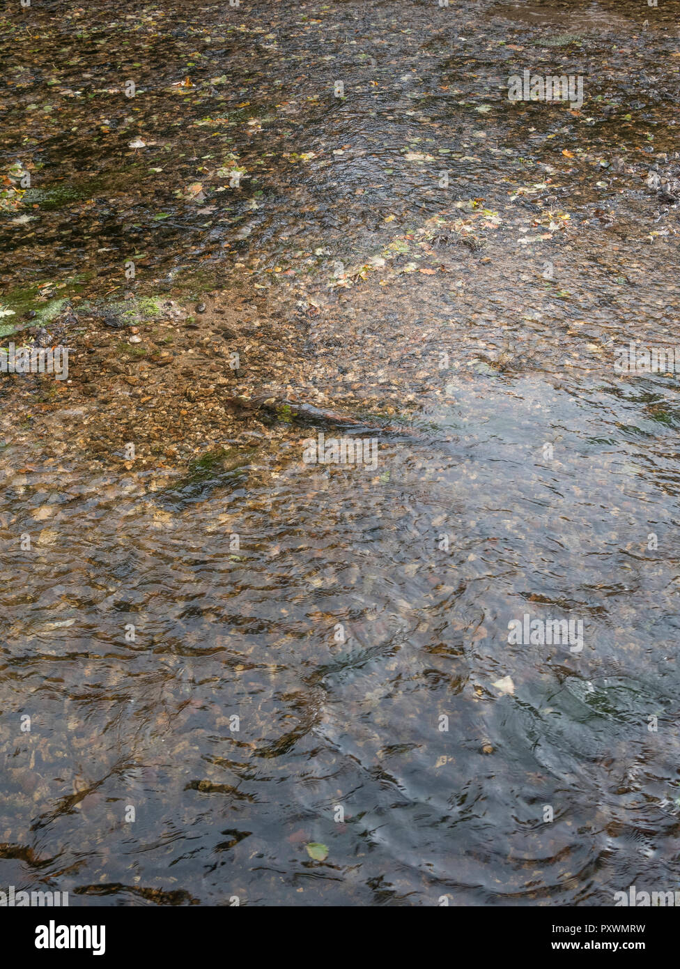 Fiume poco profondo che rivela il letto di fiume di shingle. Metafora 'acque di hallow'. Per il commercio di acqua, il valore di acqua, acqua come merce. Foto Stock