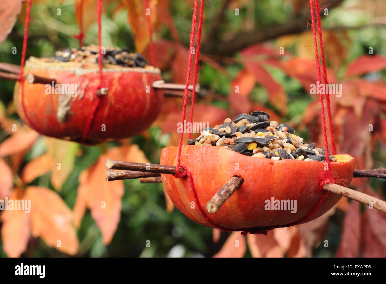 Home zucca fatta alimentatori di uccelli. A sinistra sopra le zucche riempito con semi per giardino degli uccelli in autunno, REGNO UNITO Foto Stock