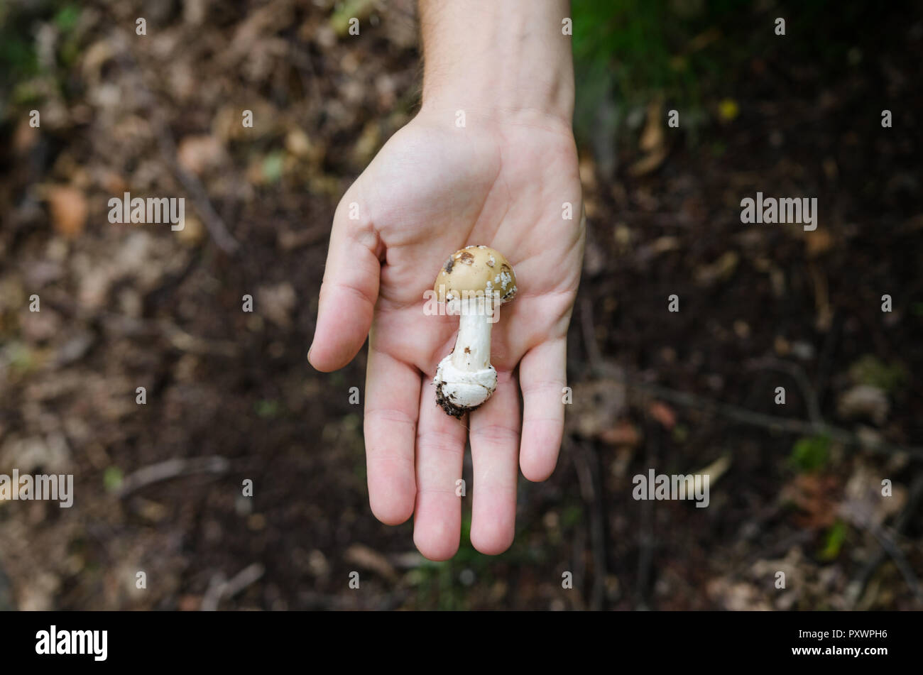 Uomo che tiene nelle sue funghi Palm - Autunno scena dall'Europa Foto Stock