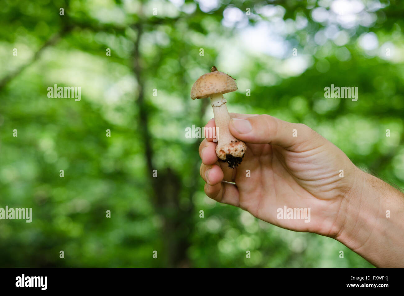 Uomo che tiene nelle sue mani i funghi - autunno scena dall'Europa Foto Stock