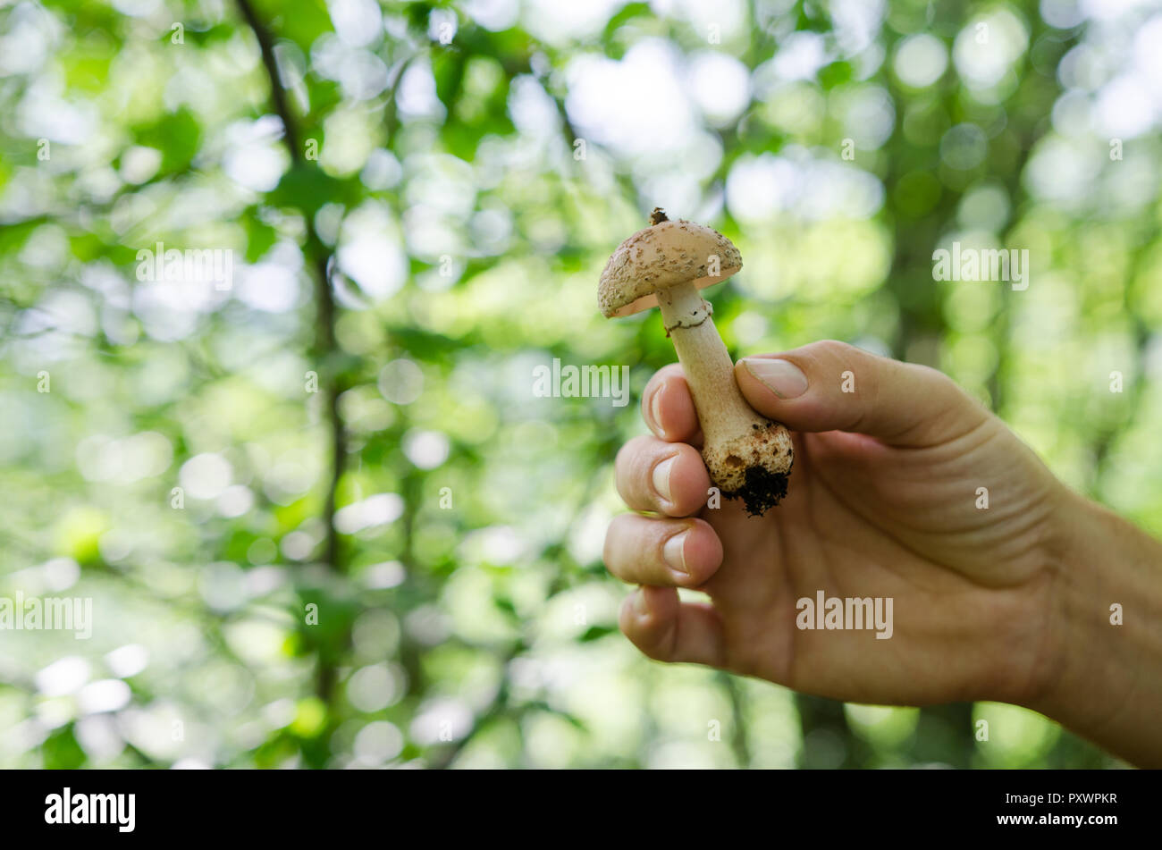 Uomo che tiene nelle sue mani i funghi - autunno scena dall'Europa Foto Stock