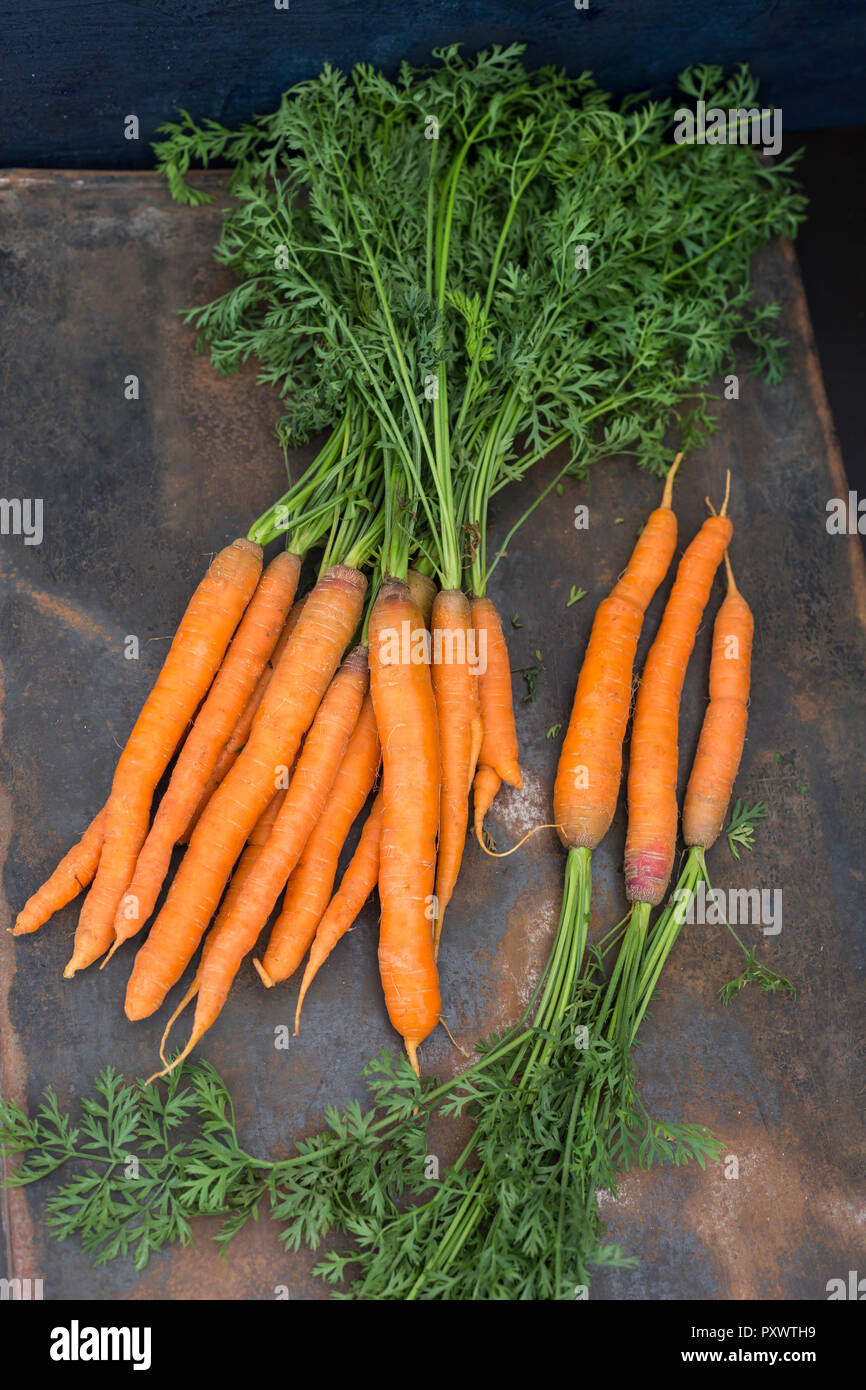 Mazzetto di carote Foto Stock