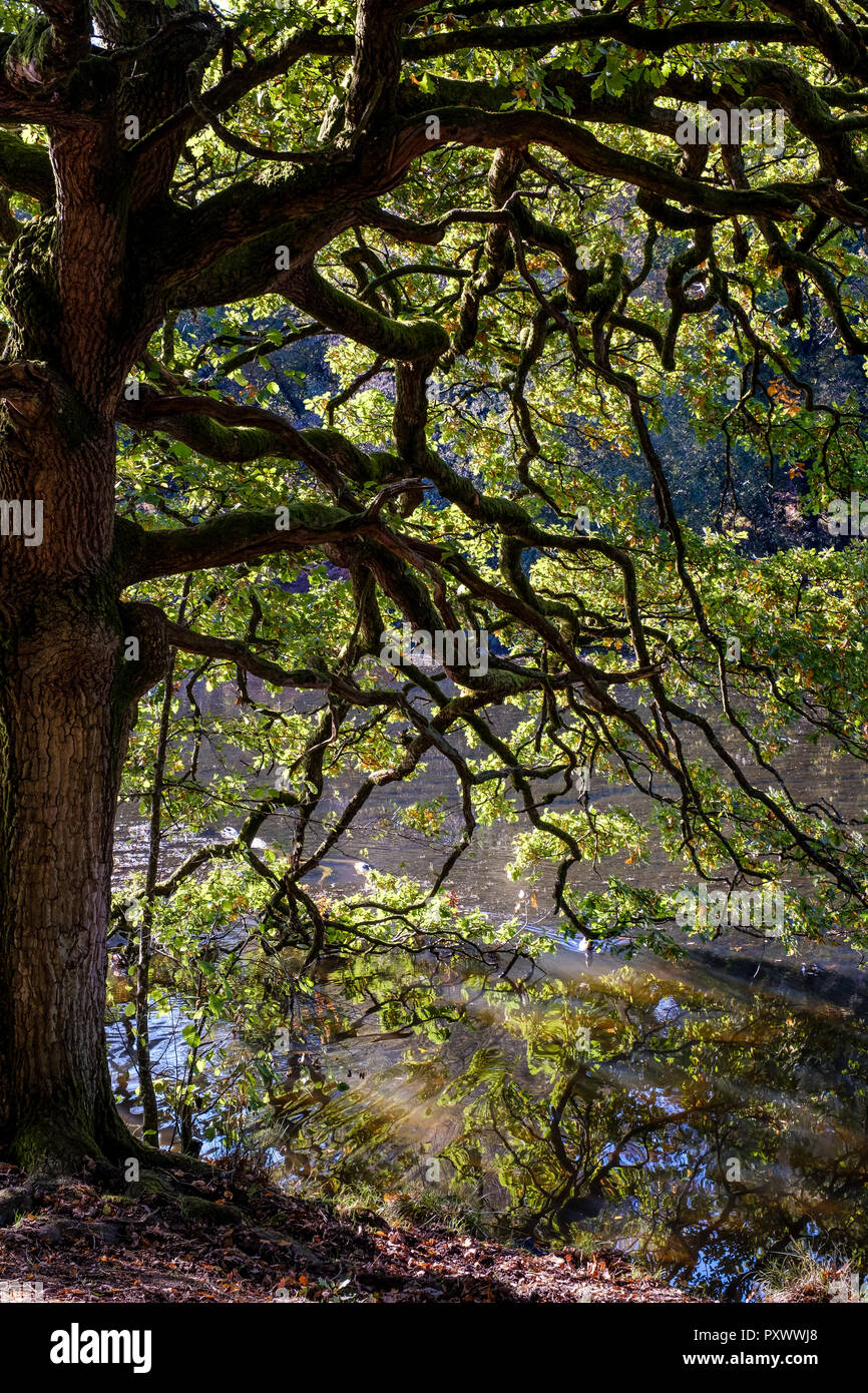 Stagni CANOP Foresta di Dean a inizio autunno Foto Stock