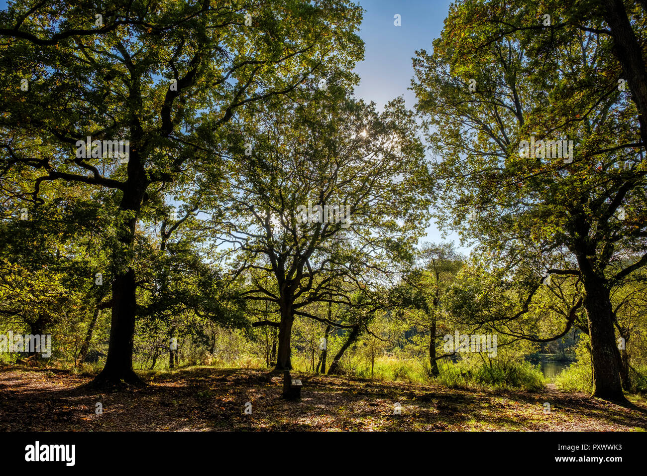 Stagni CANOP Foresta di Dean a inizio autunno Foto Stock