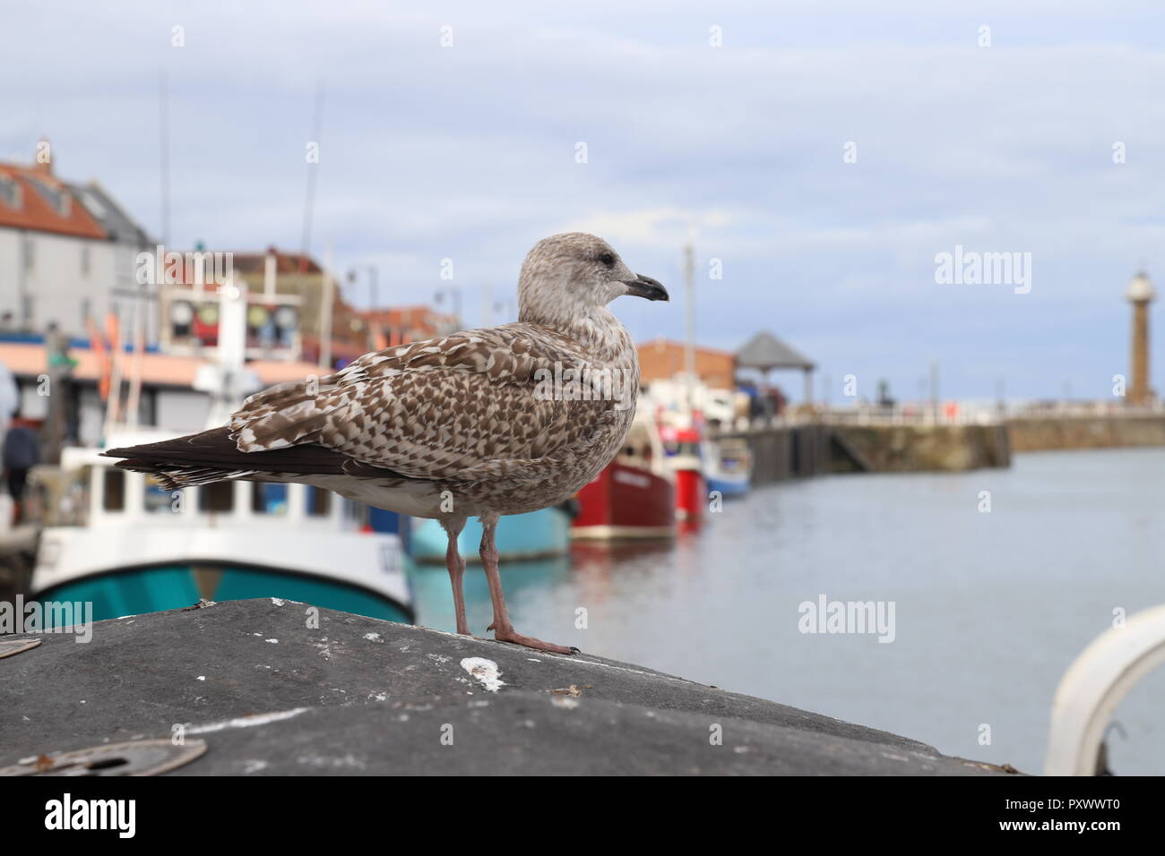 Giovani aringhe gabbiano in piedi vicino al mercato del pesce a Whitby Harbour, North Yorkshire, Inghilterra. Foto Stock