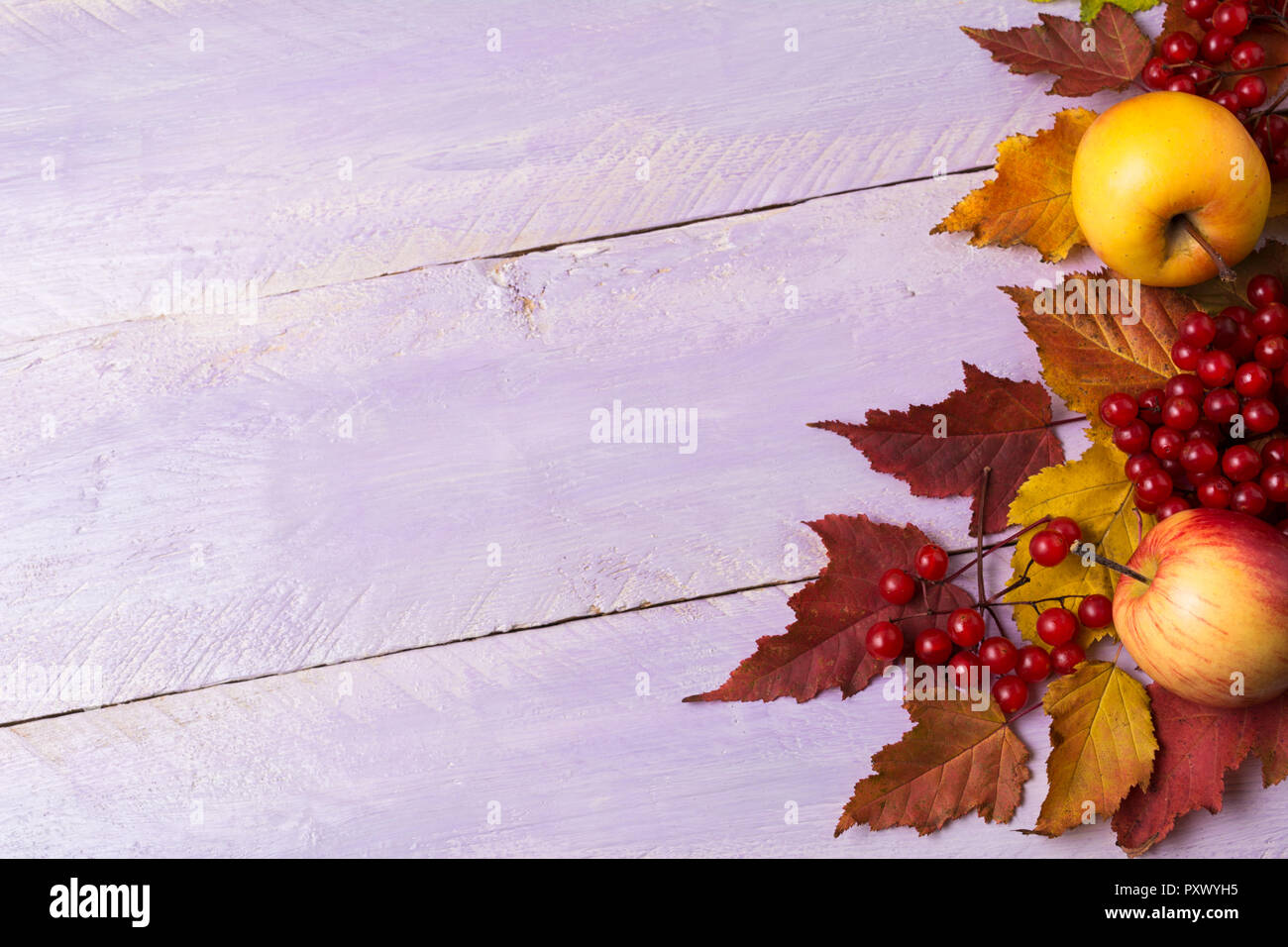 Ringraziamento o messaggio di saluto autunno sfondo con telaio di mele, bacche e foglie sul lilla rustico tavolo in legno, spazio di copia Foto Stock