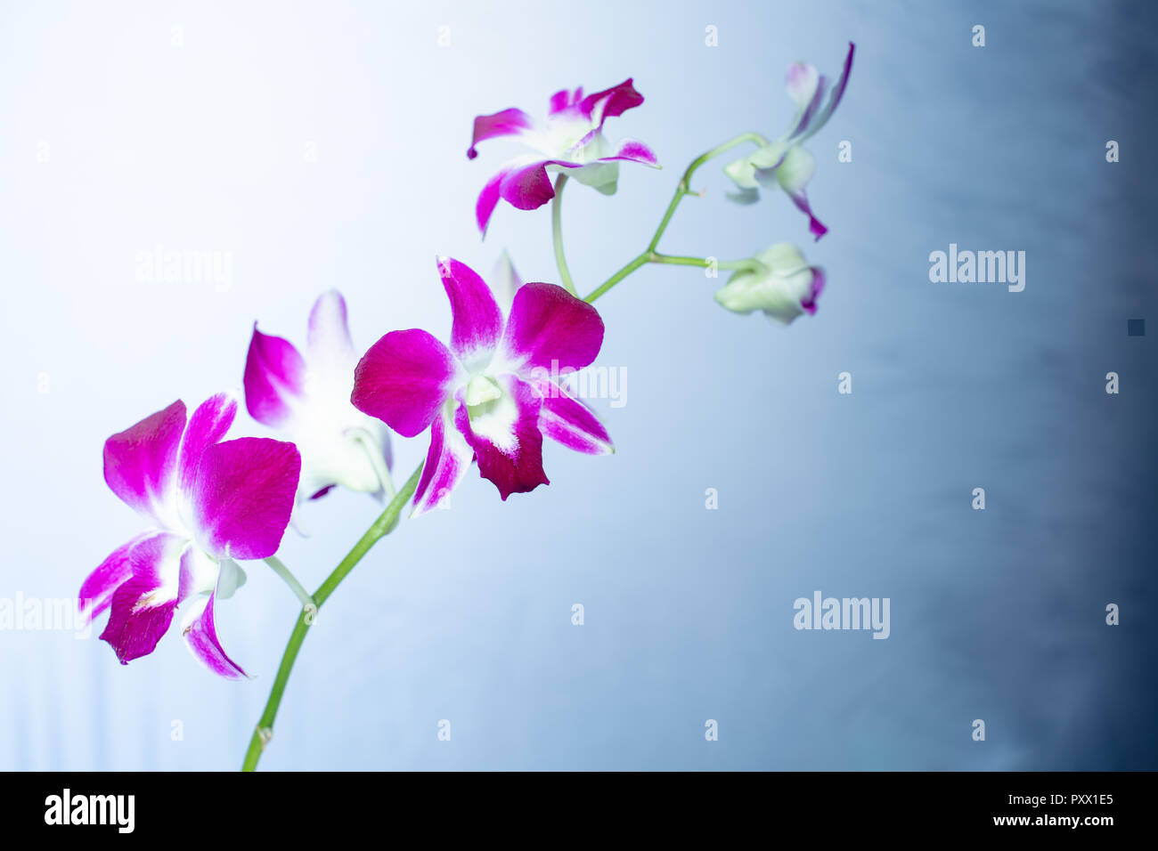 Bella Orchid isolata su uno sfondo di colore selettivo messa a fuoco morbido. Vibrante orchidea tropicale Fiore, sfondo floreale. Foto Stock