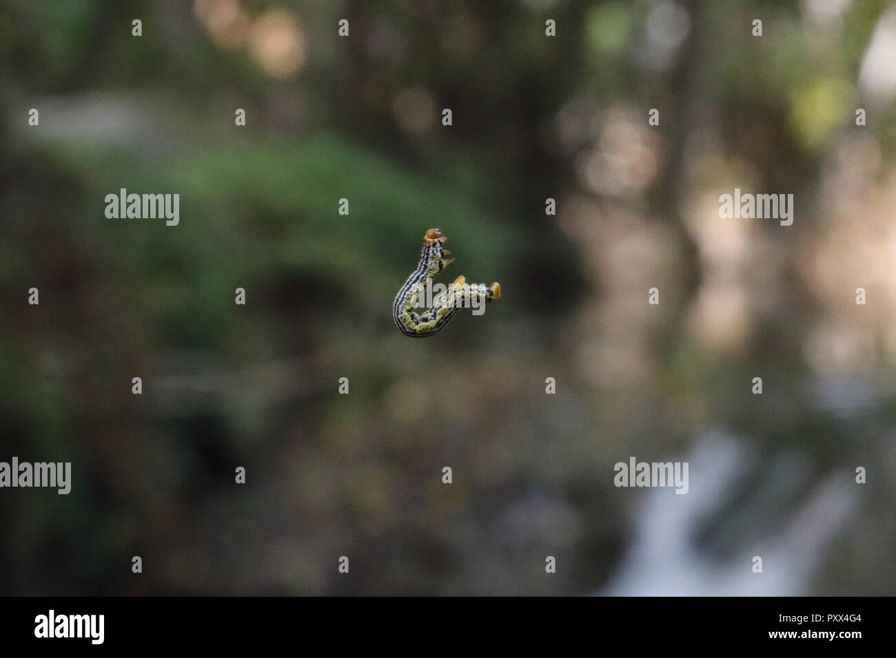 Un infestante haunting caterpillar con testa di colore arancione e verde e strisce nere slithering in salita sul suo web in Calmarza, regione di Aragona, Spagna Foto Stock