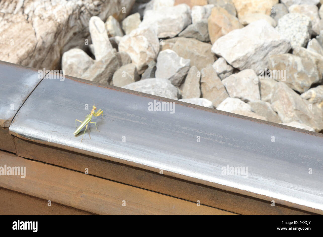 Una mantide religiosa, un tipico europeo, bug su un treno rotaie durante una soleggiata giornata estiva in Santa Maria y la Peña, regione di Aragona, Spagna Foto Stock