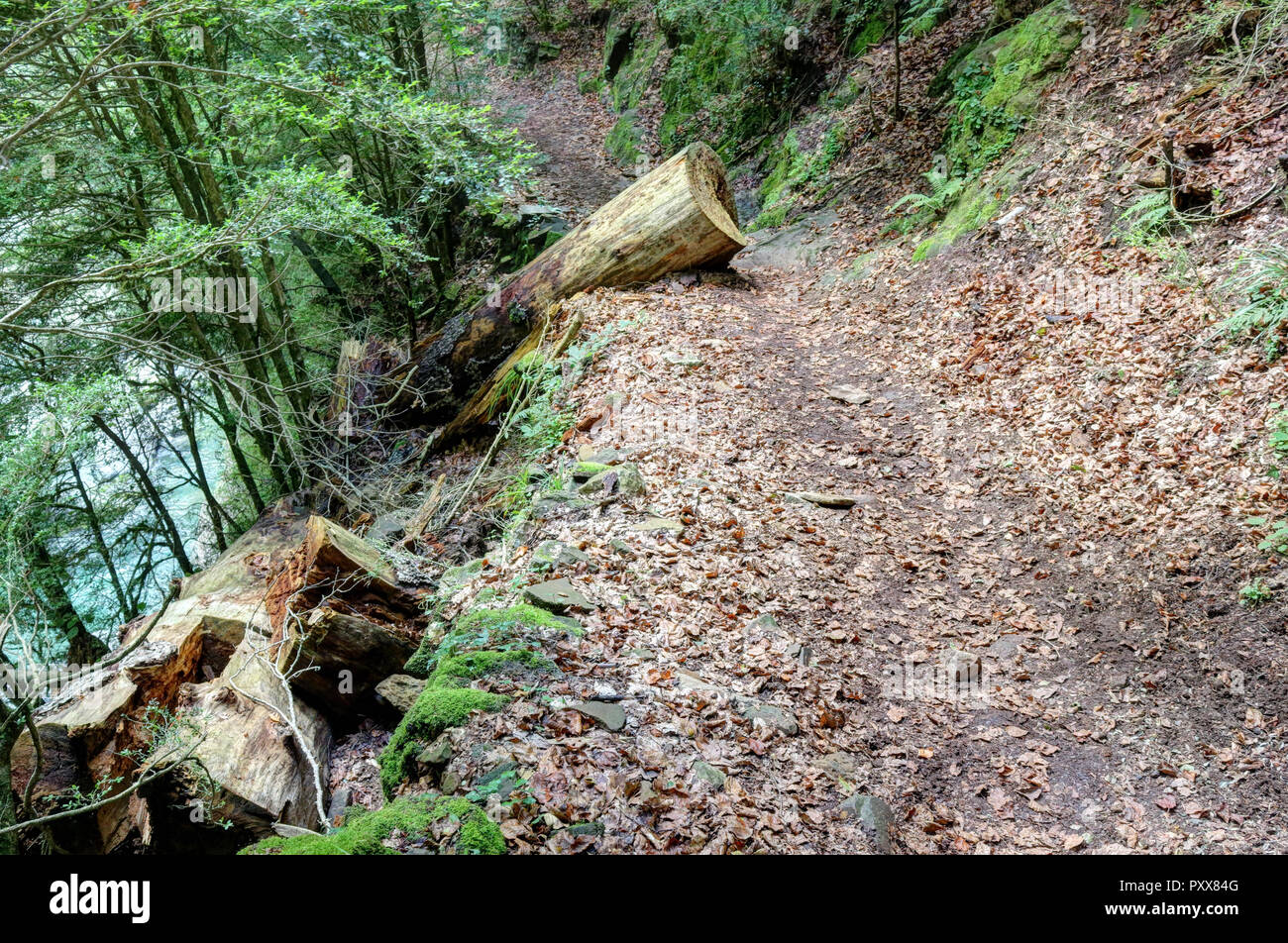 Un tronco tagliato sul percorso nel profondo della foresta di Añisclo canyon, accanto al fiume Bellos, durante l'estate, tra le montagne dei Pirenei in Aragona, Spagna Foto Stock