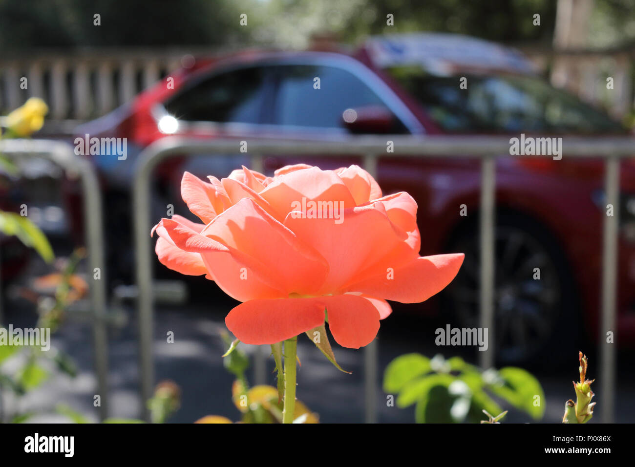 Una luce arancione rosa con dei fiori, come sfondo, un colore rosso scuro auto sportive e un traffico mobile cancellata di Ejea de los Caballeros, Spagna Foto Stock
