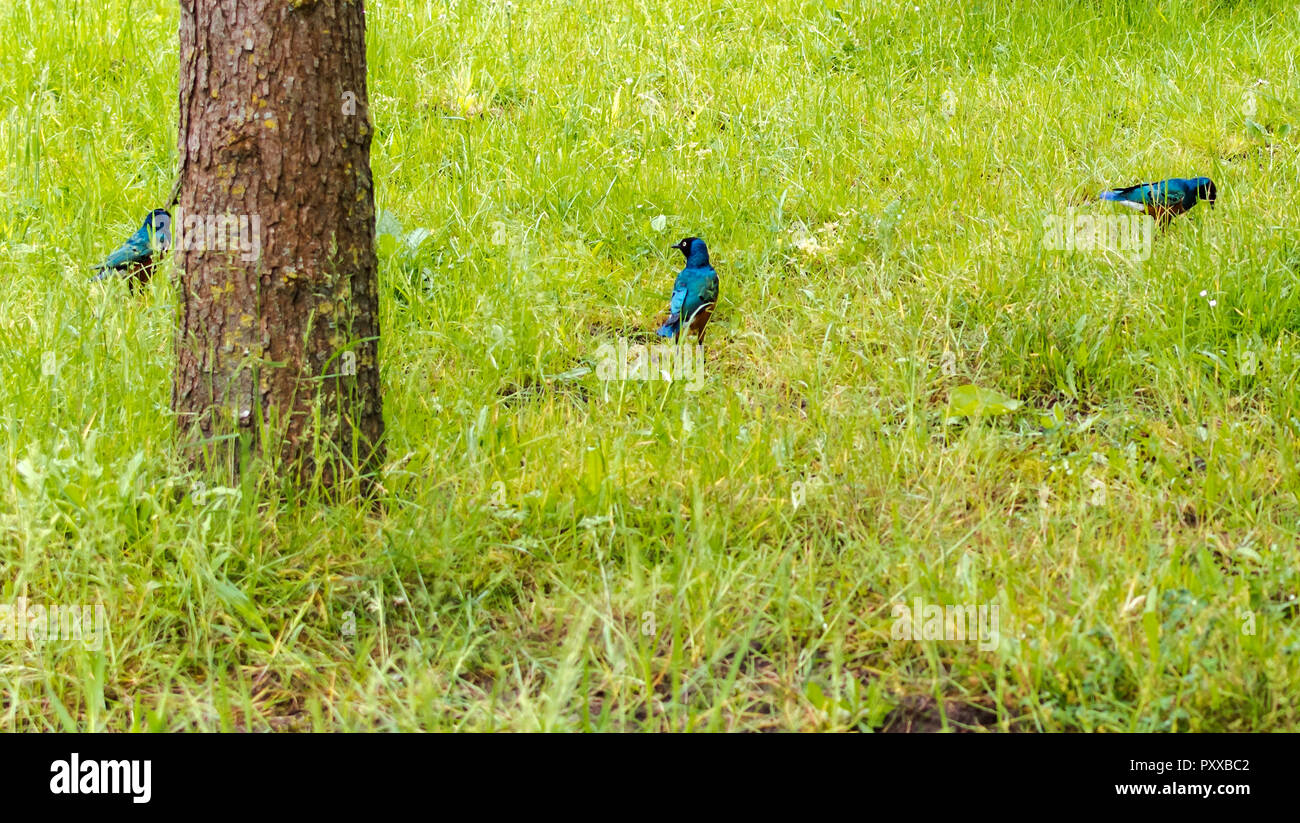 Piccola iridescenza blu-verde superba Starling (Lamprotornis superbus) gli uccelli in erba. Questa specie può essere comunemente trovati in Africa orientale. Foto Stock