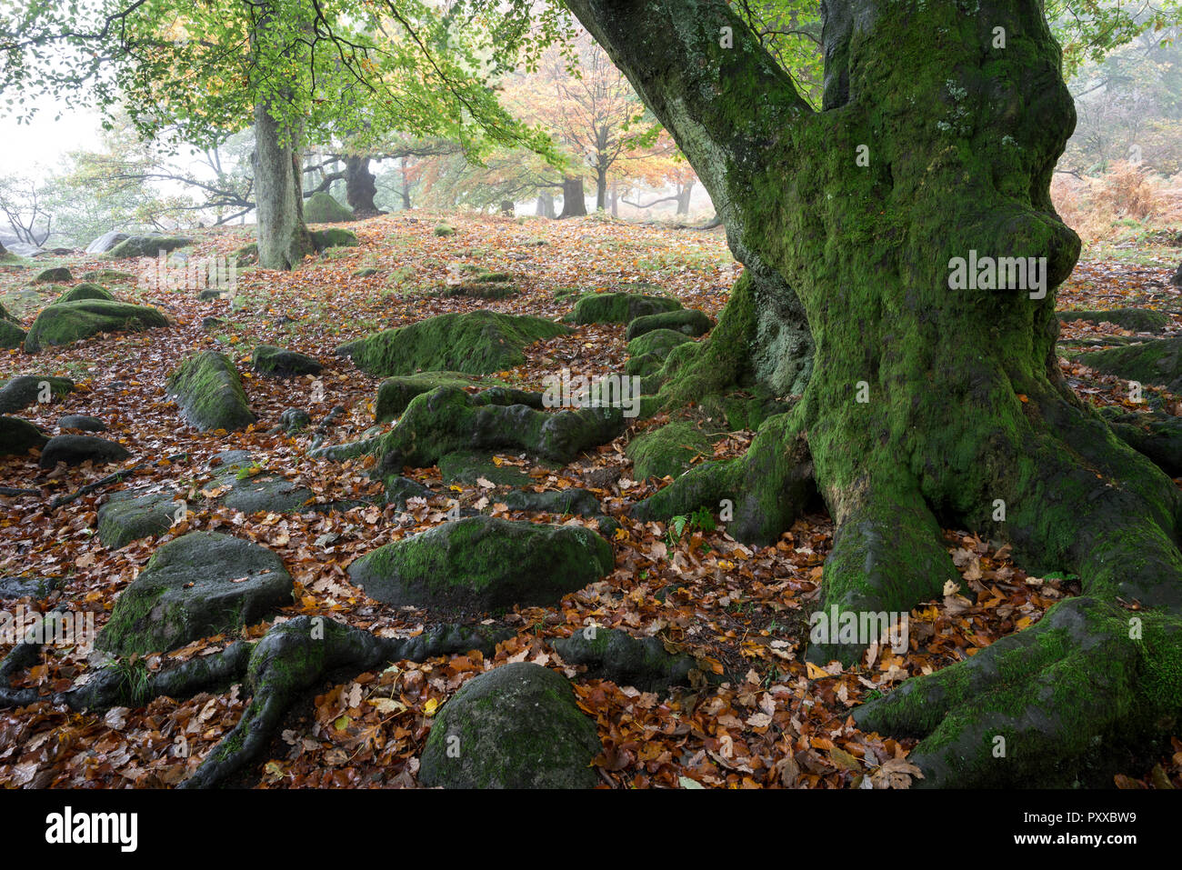 In prossimità di un vecchio albero nodose in Padley Gorge vicino a Hathersage, Peak District, Derbyshire, in Inghilterra. Foto Stock