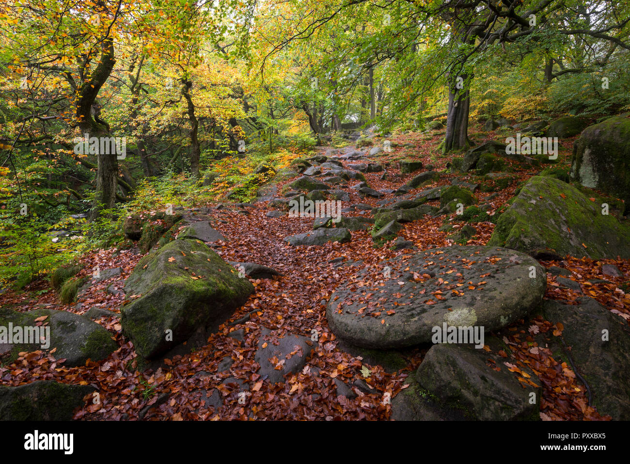 Vecchio palmento di copertura nella caduta foglie accanto al percorso in Padley Gorge, Peak District, Derbyshire, in Inghilterra. Una scena autunnali. Foto Stock
