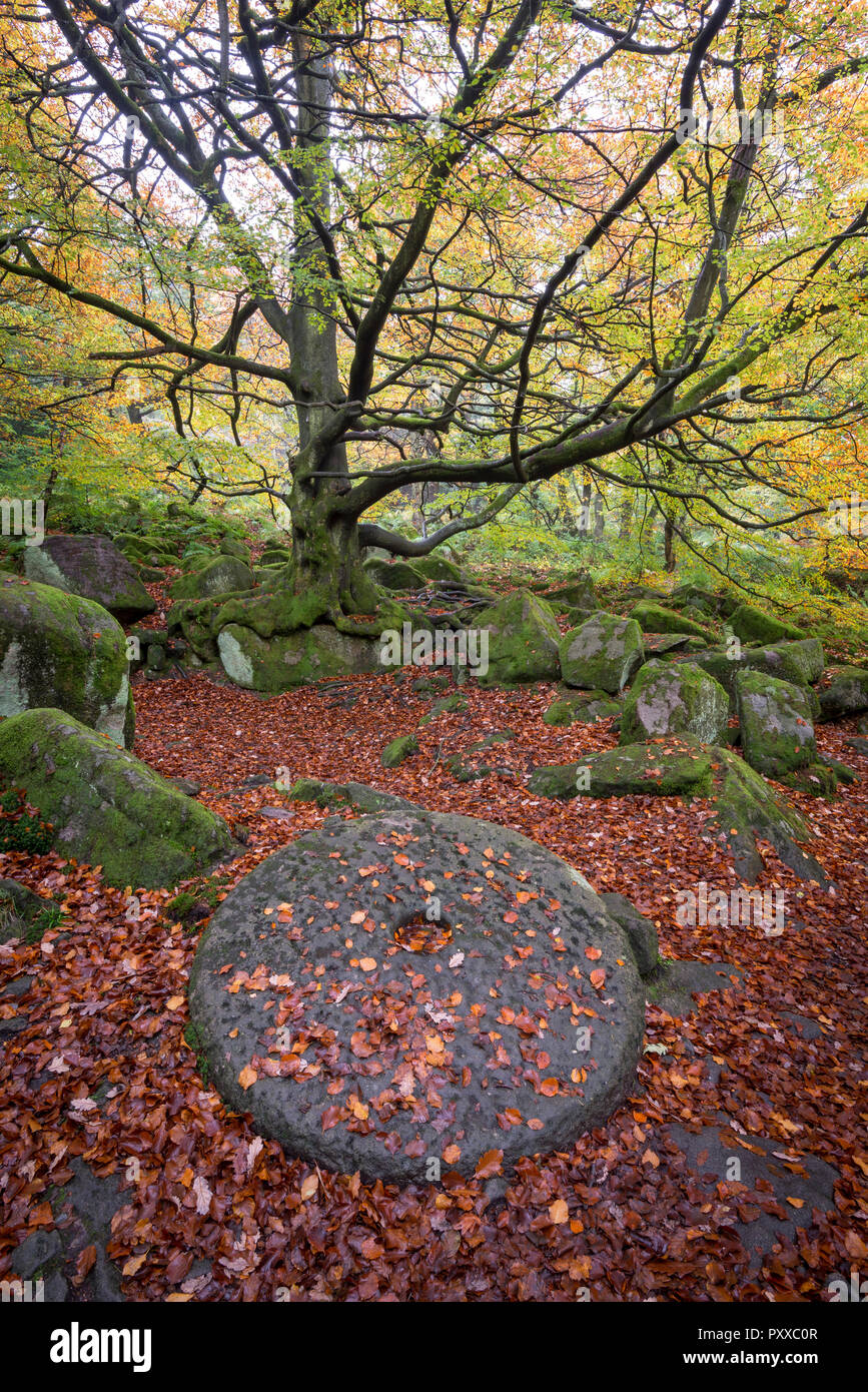 Vecchio palmento di copertura nella caduta foglie accanto al percorso in Padley Gorge, Peak District, Derbyshire, in Inghilterra. Una scena autunnali. Foto Stock
