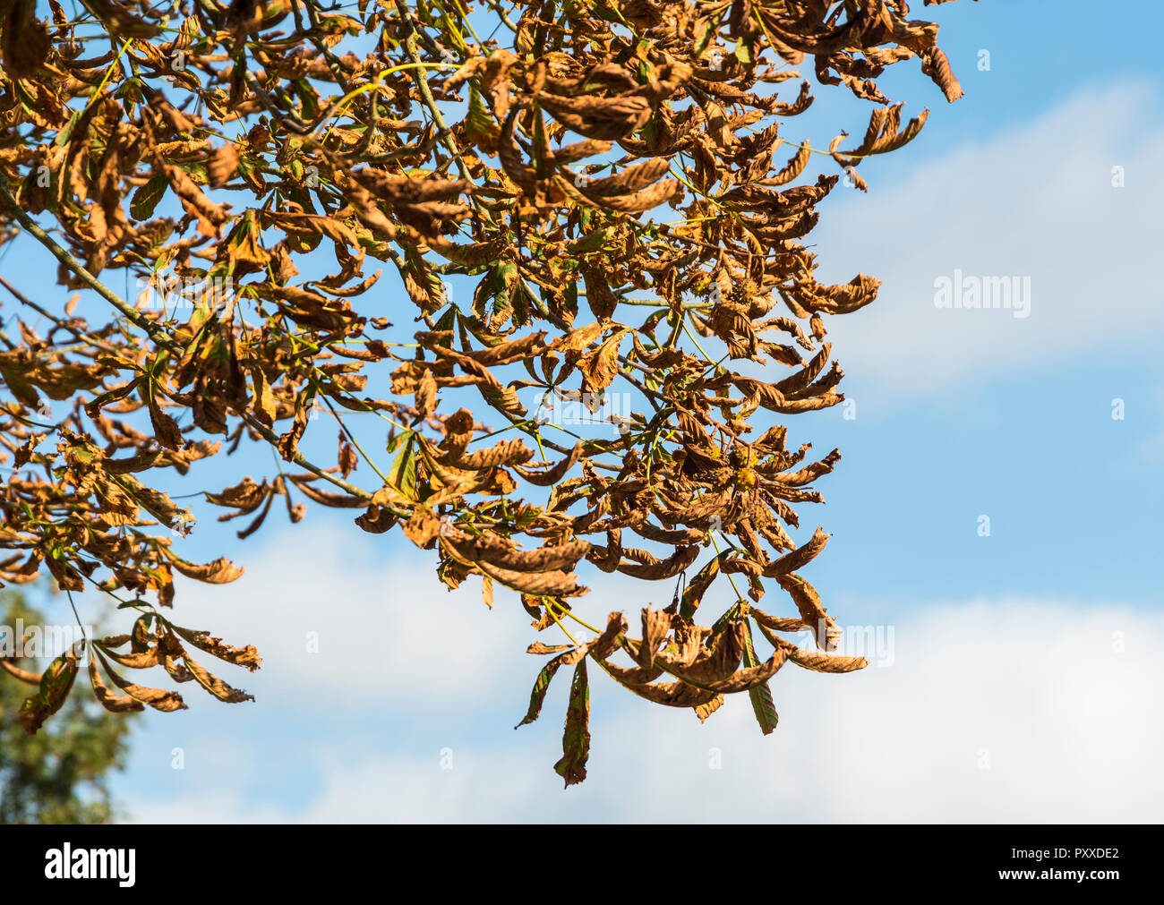 Brown lascia morire appeso a un albero in autunno con blue sky NEL REGNO UNITO. Foto Stock