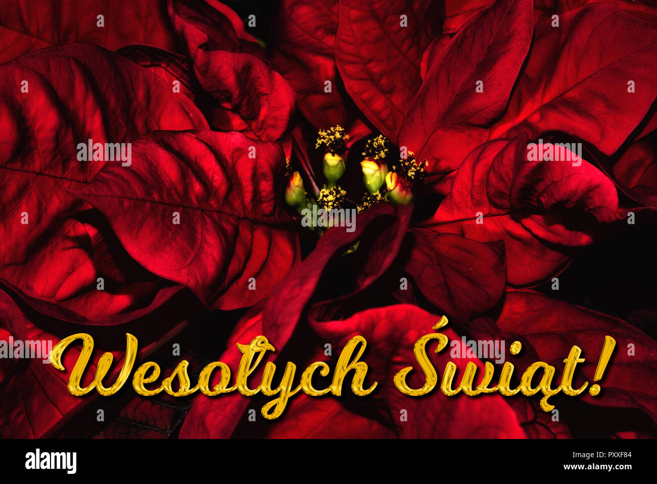 Il testo polacco "Wesołych Świąt" significa "Buon Natale", che si trova di fronte a una red poinsettia. La vacanza perfetta stagione della scheda Messaggi di saluto. Foto Stock