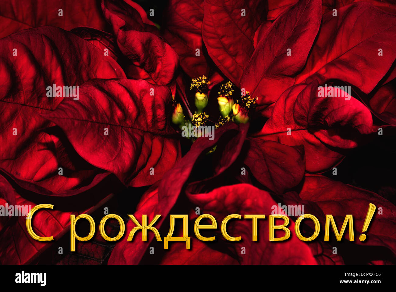 Il testo russo "С рождеством!" significa "Buon Natale", che si trova di  fronte a una red poinsettia. La vacanza perfetta stagione della scheda  Messaggi di saluto Foto stock - Alamy