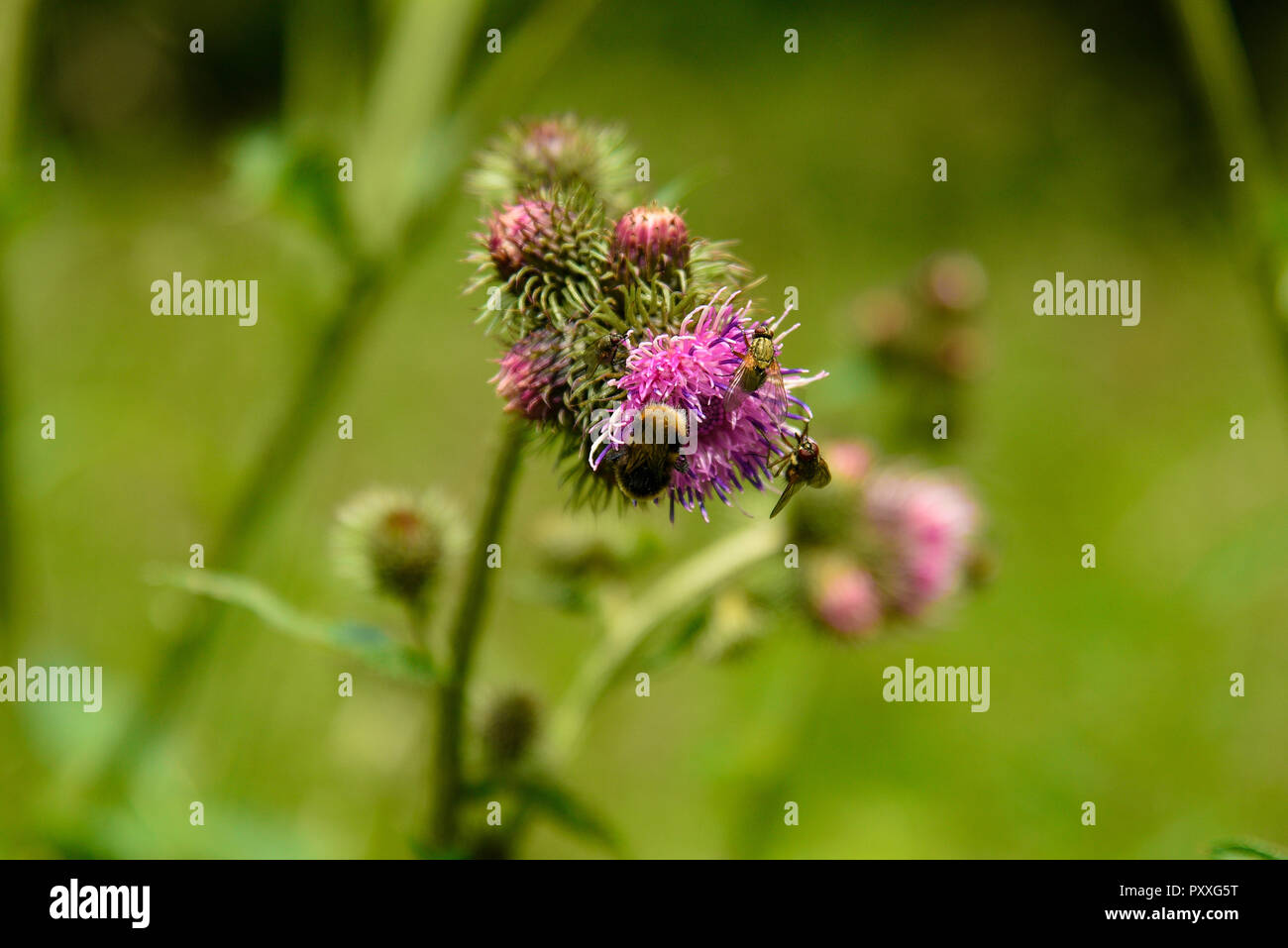 Le api a raccogliere il polline del carciofo violetto fiore di cardo. Foto Stock