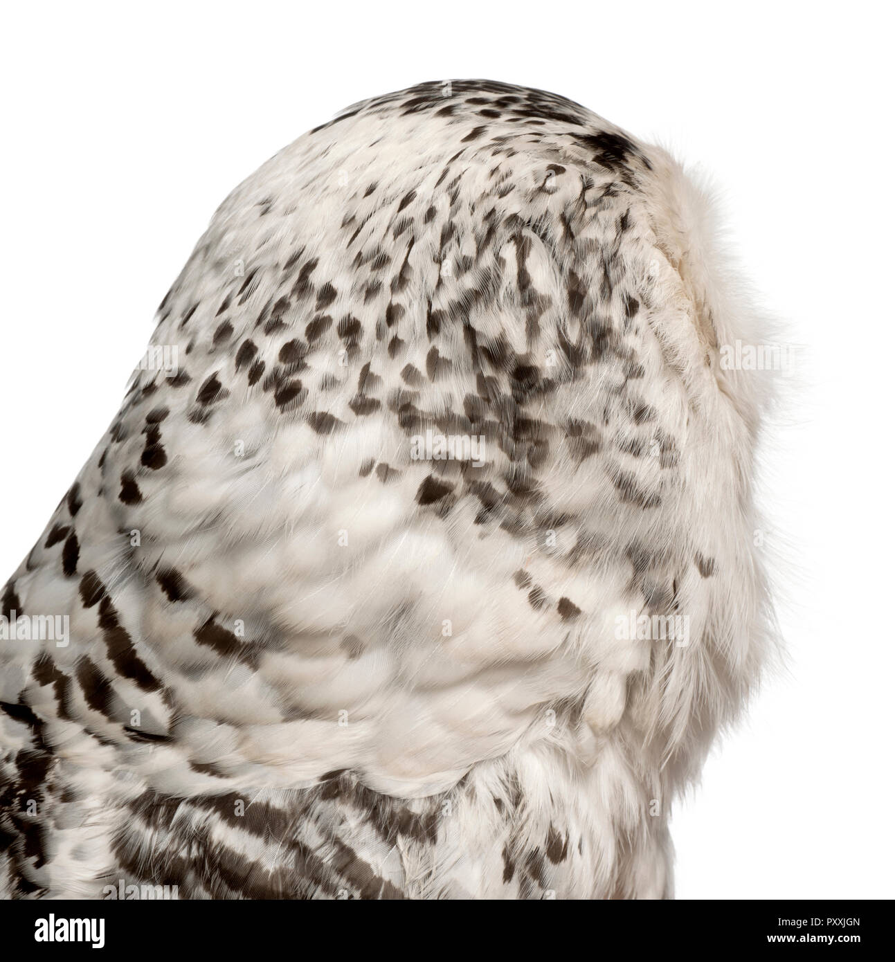 Femmina civetta delle nevi, Bubo scandiacus, 1 anno vecchio, vicino fino contro uno sfondo bianco Foto Stock