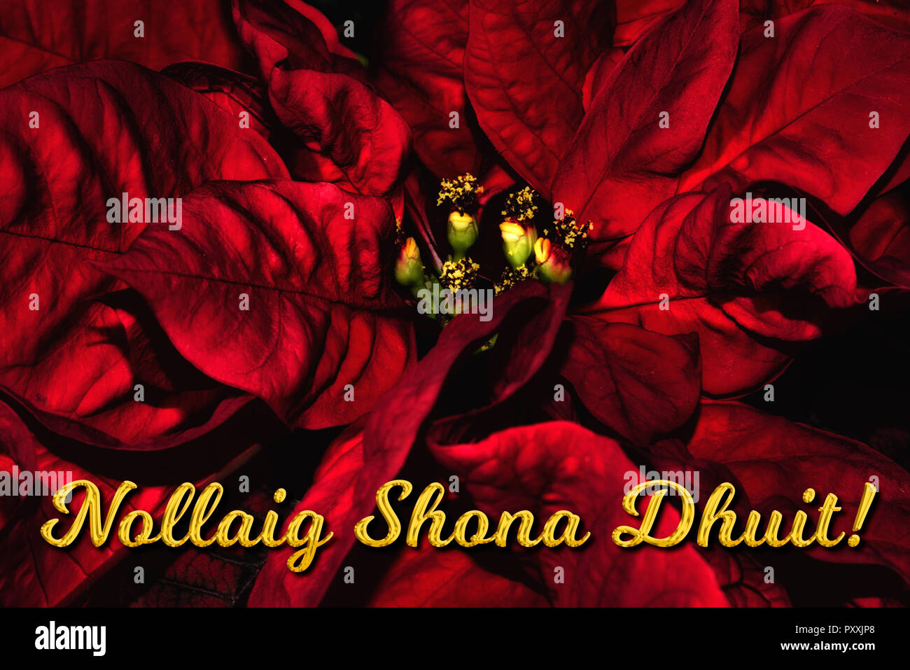 Il gaelico irlandese testo 'Nollaig Shona Dhuit" significa "Buon Natale", che si trova di fronte a una red poinsettia. La vacanza perfetta stagione della scheda Messaggi di saluto. Foto Stock