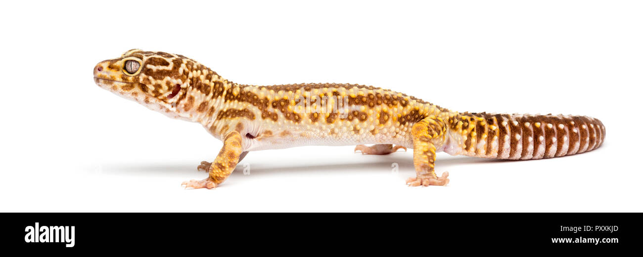 Leopard gecko, Eublepharis macularius, contro uno sfondo bianco Foto Stock