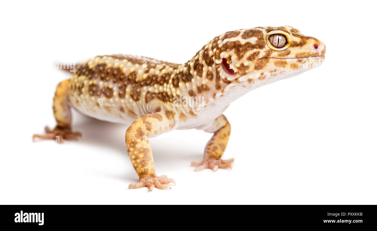 Leopard gecko, Eublepharis macularius, contro uno sfondo bianco Foto Stock