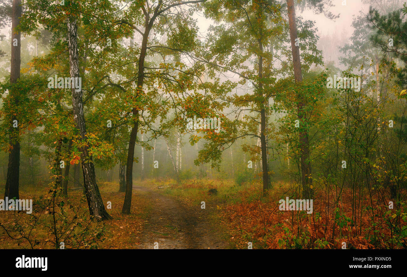 Paesaggio autunnale. Bella giornata per una bella passeggiata. Una bella foresta decorato con foglie di autunno il piacere degli occhi. Foto Stock