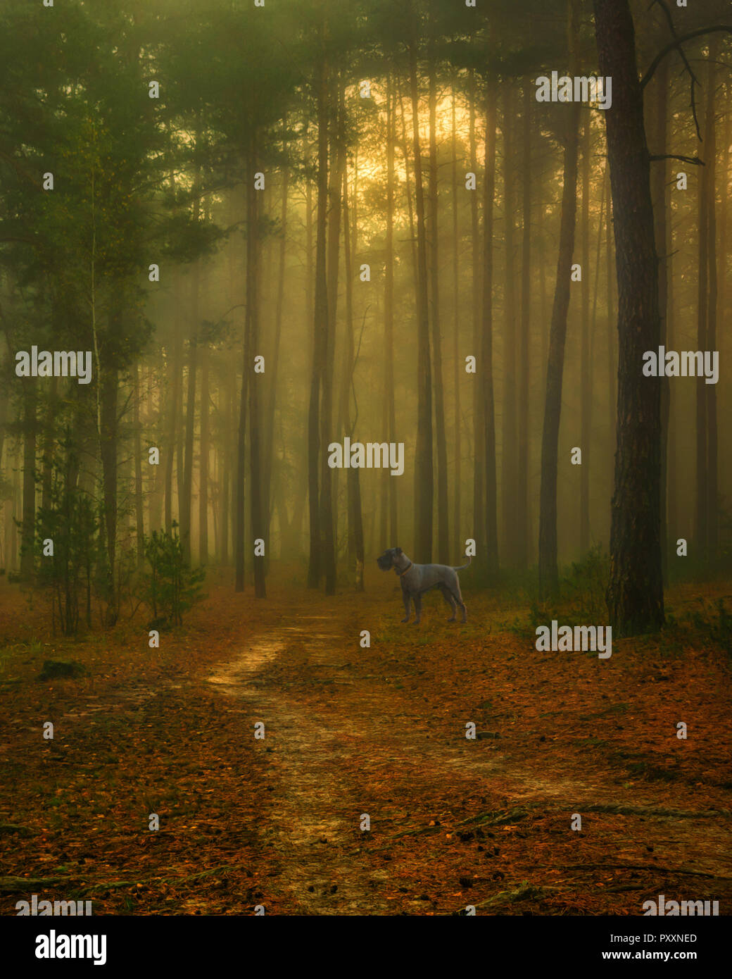 Paesaggio autunnale. Bella giornata per una bella passeggiata. Una bella foresta decorato con foglie di autunno il piacere degli occhi. Foto Stock