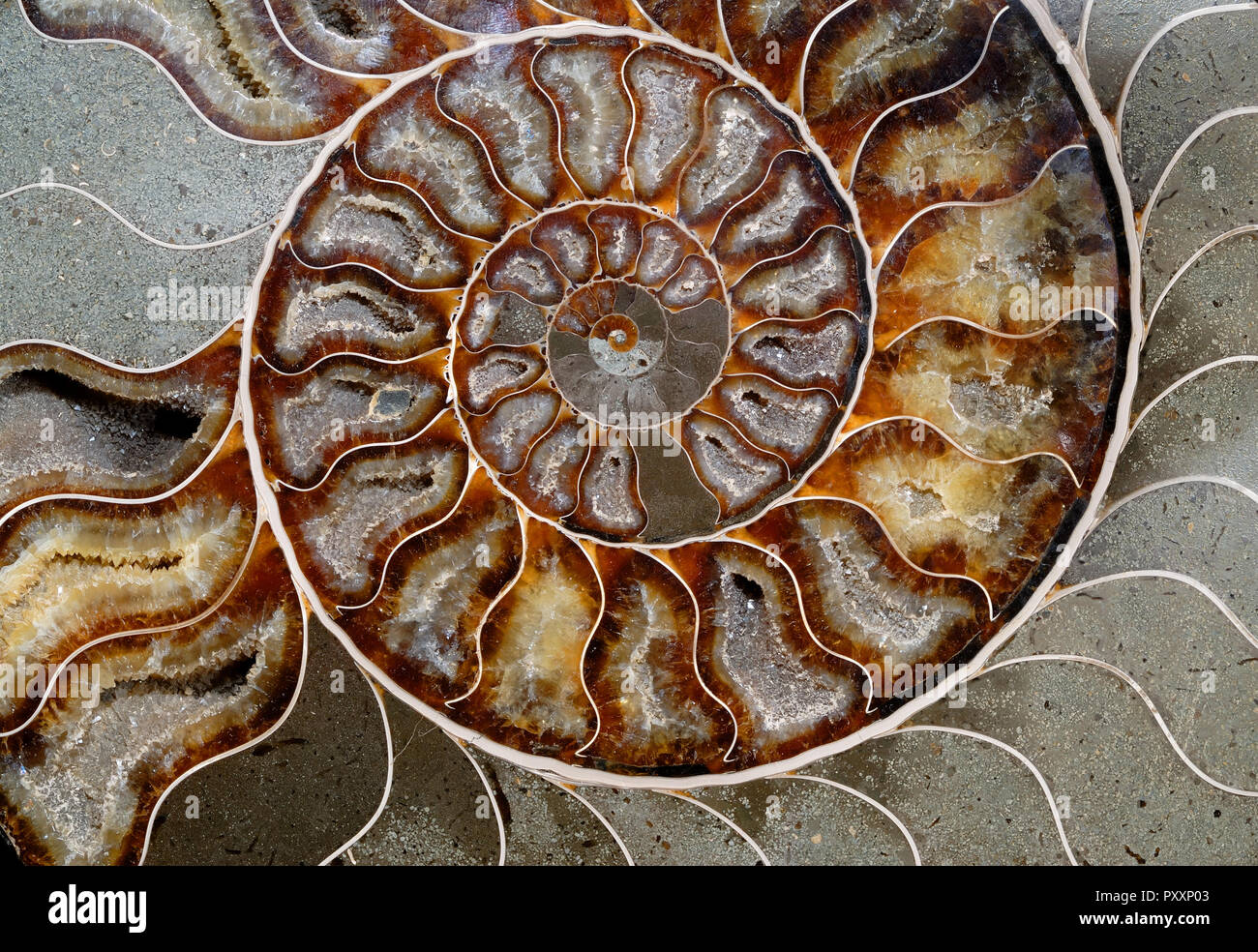 Sfondo naturale, colorato pietrificati seashell Foto Stock