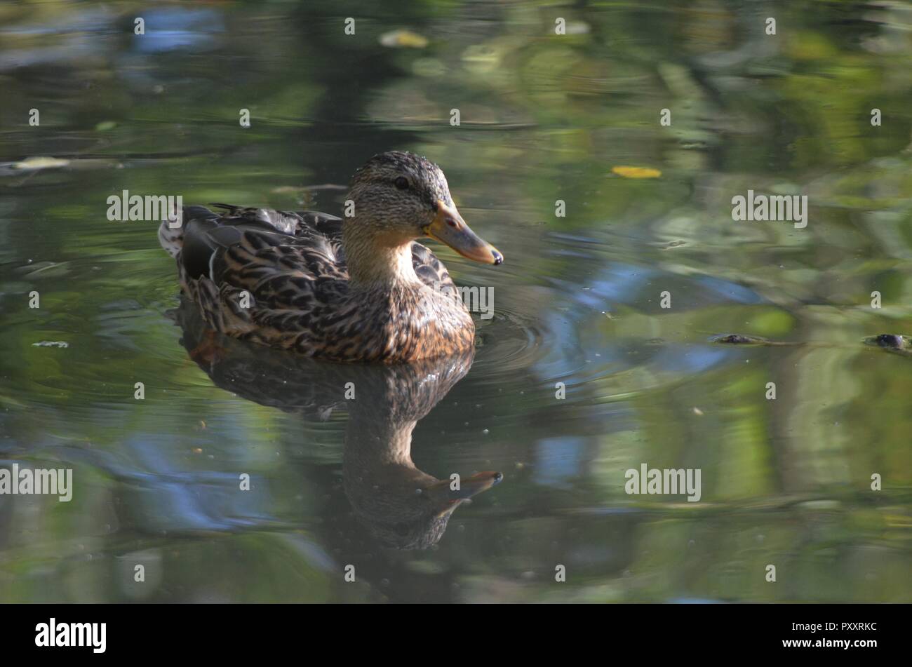 Femmina di germano reale (Anas platyrhynchos) nell'acqua, marrone duck nuotate nel lago in autunno Foto Stock