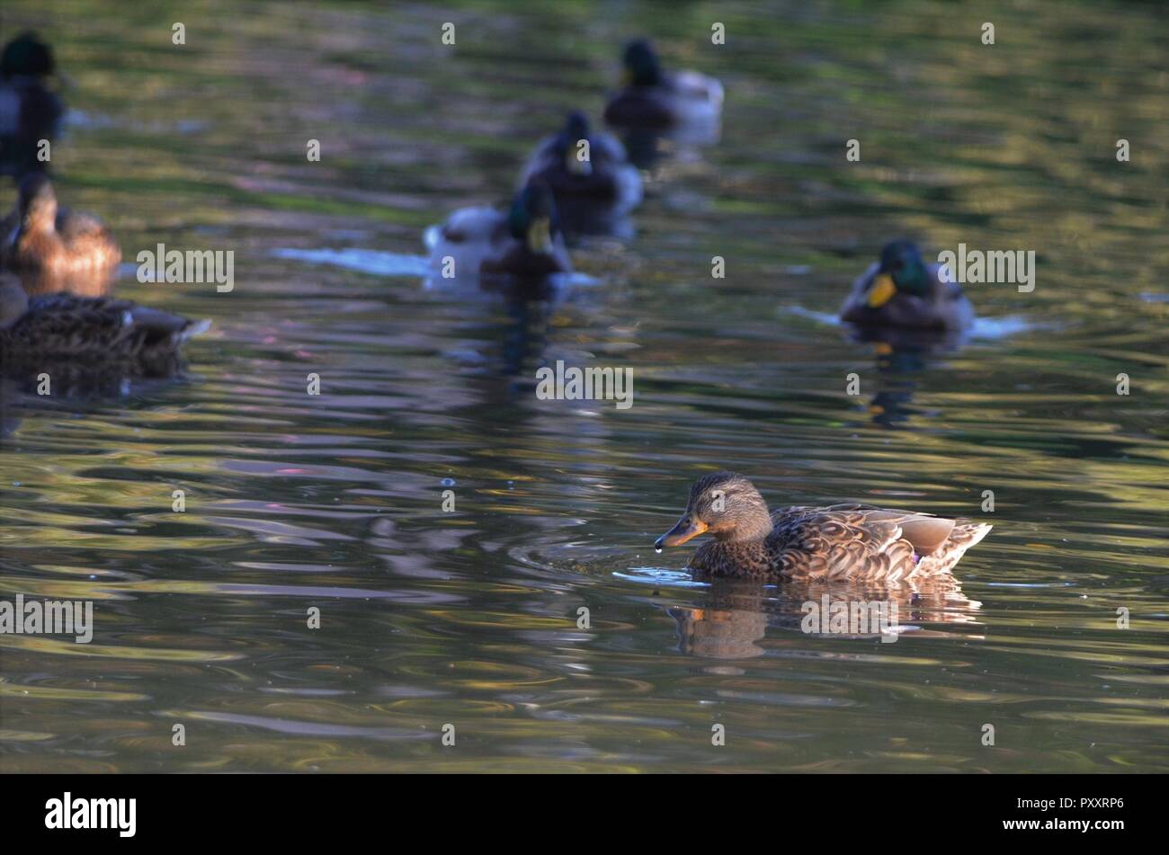 Piccolo gruppo di germani reali in un lago, marrone anatre in acqua catturata con la fotografia naturalistica Foto Stock
