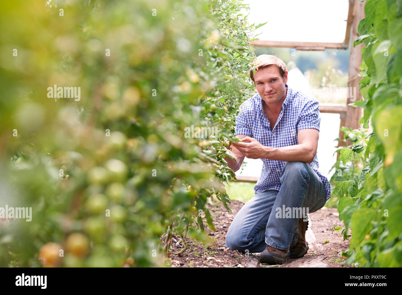 Ritratto di controllo del coltivatore di piante di pomodoro in serra Foto Stock