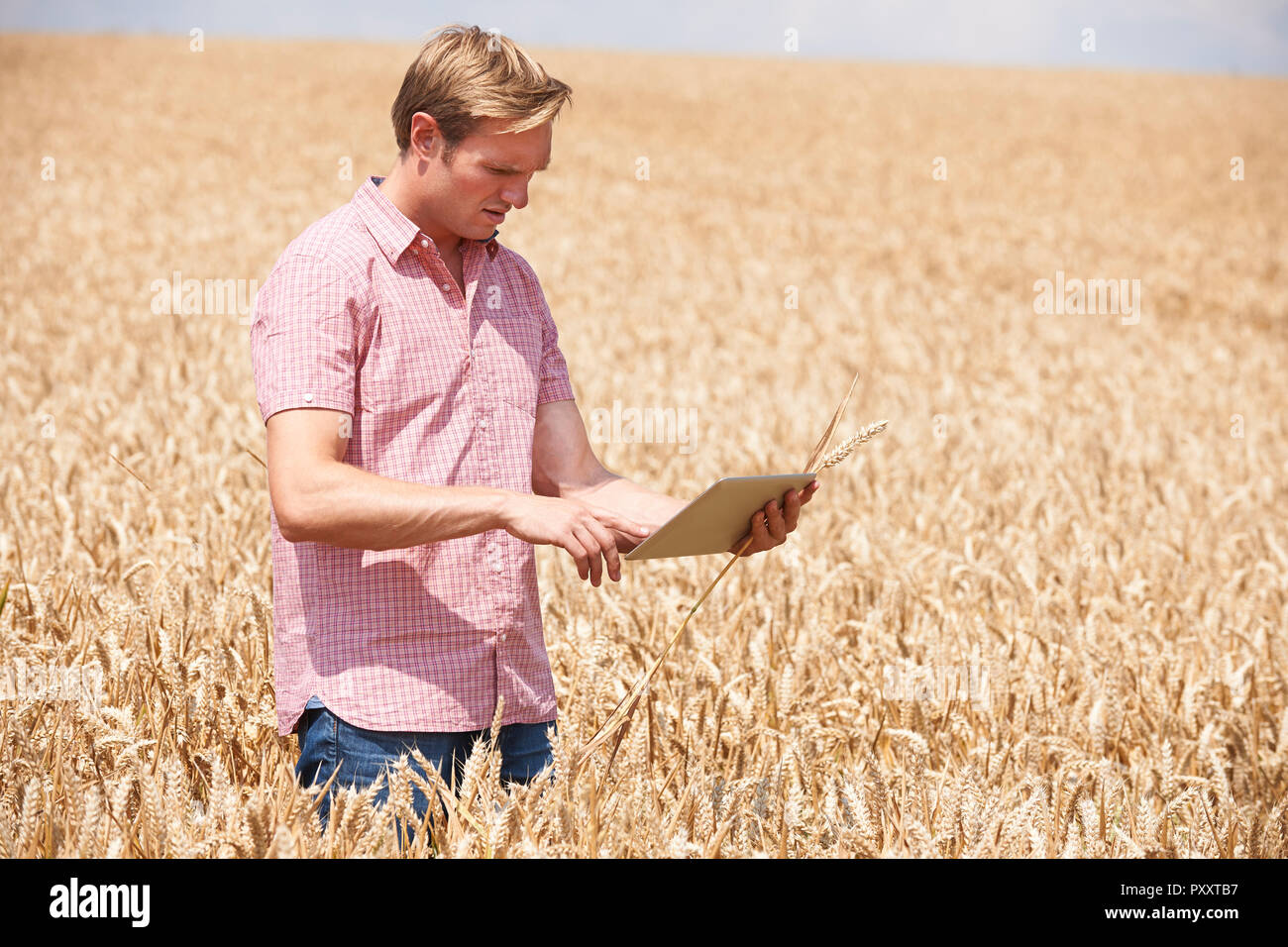 Contadino con tavoletta digitale esaminando il raccolto di grano in un campo Foto Stock