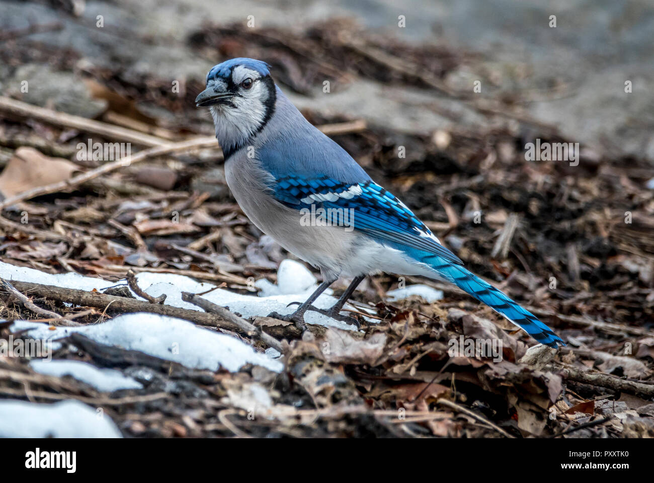 Blue Jay in inverno nel Parco Centrale Foto Stock