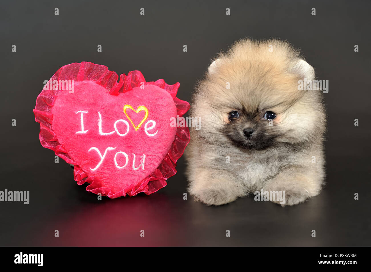 Capelli lunghi Spitz Pomerania cucciolo con amore cuore Foto Stock