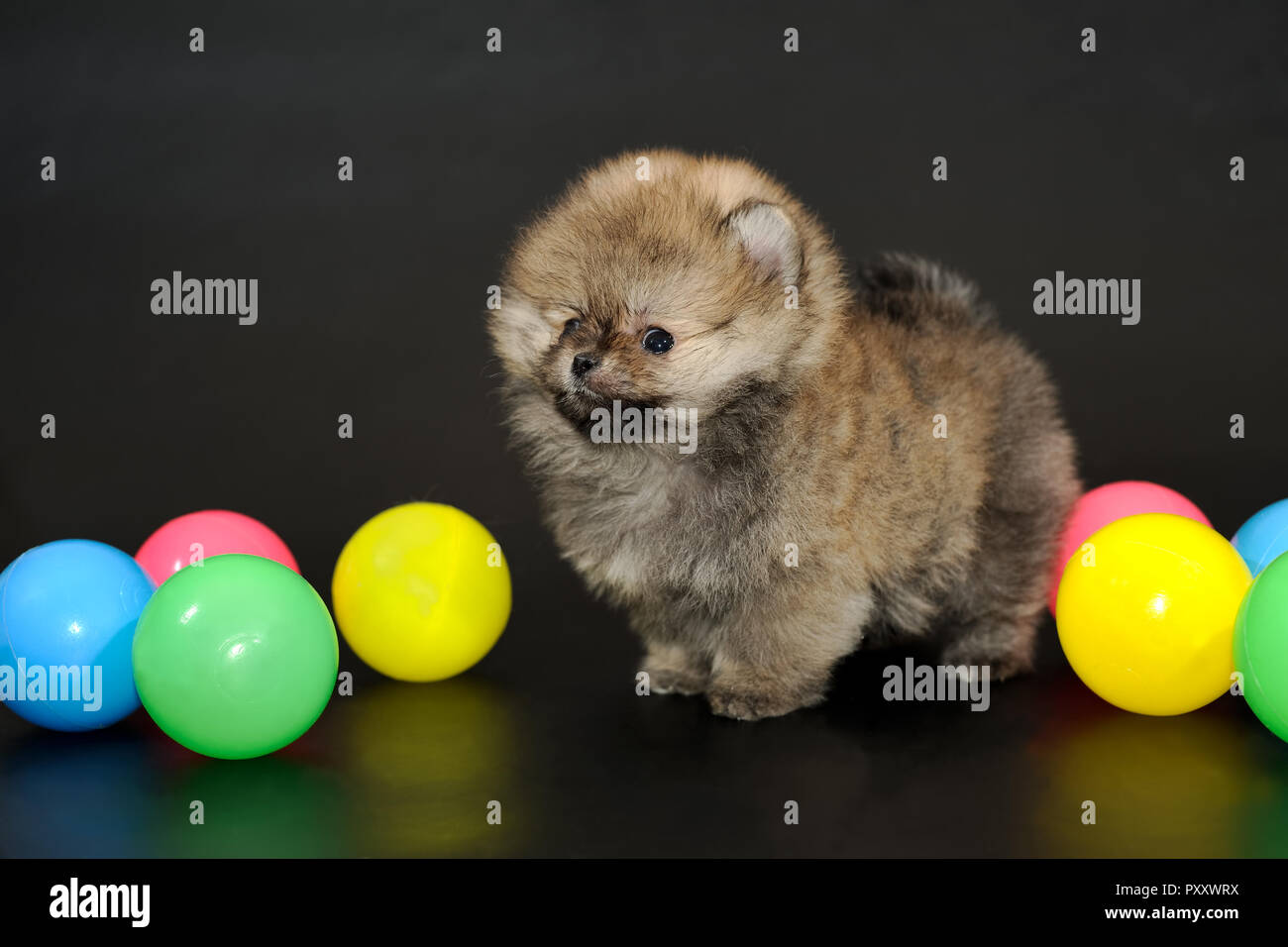 Capelli lunghi rosso-sable miniatura Spitz Pomerania cucciolo con sfere di colore Foto Stock