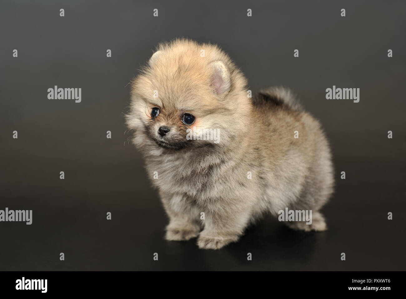 Ritratto di capelli lunghi rosso colore sable miniatura Spitz Pomerania cucciolo su un isolato nero lo sfondo. Foto #057 prese il 22 ottobre 2018 ©20 Foto Stock