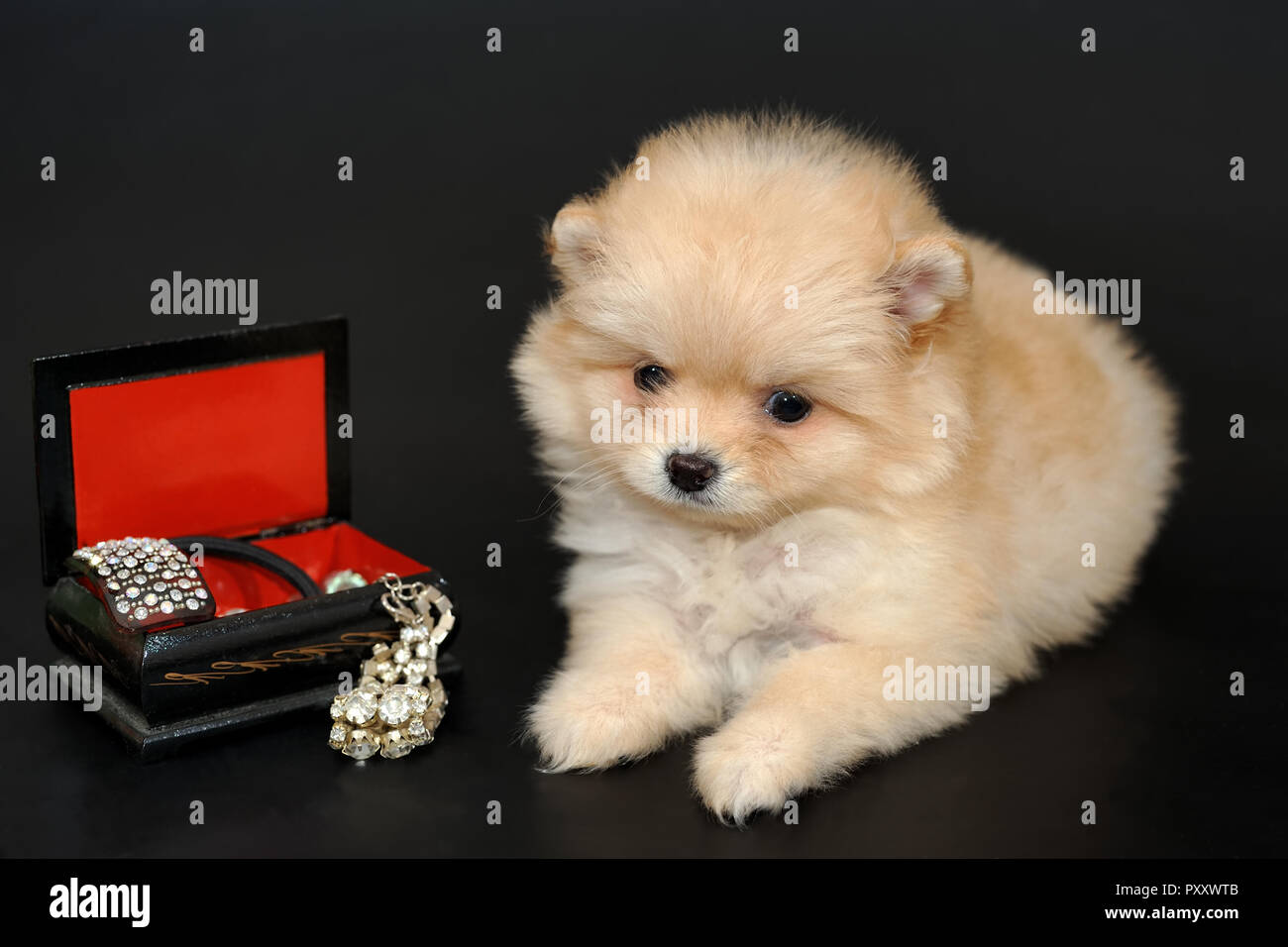Llong dai capelli color crema in miniatura Spitz Pomerania cucciolo con una scatola di tesori Foto Stock