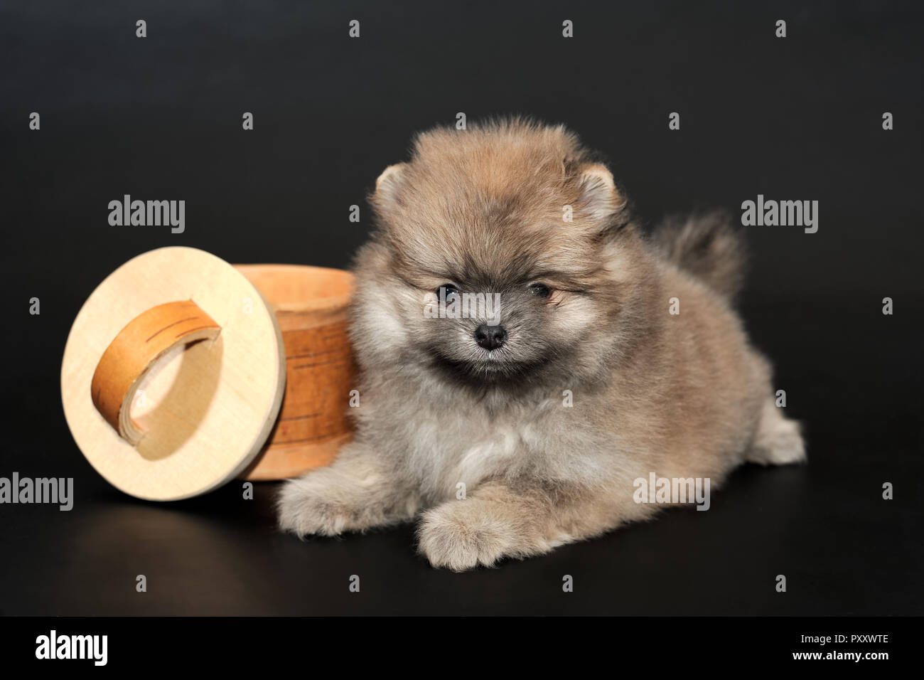 Capelli lunghi Spitz Pomerania cucciolo con una scatola Foto Stock