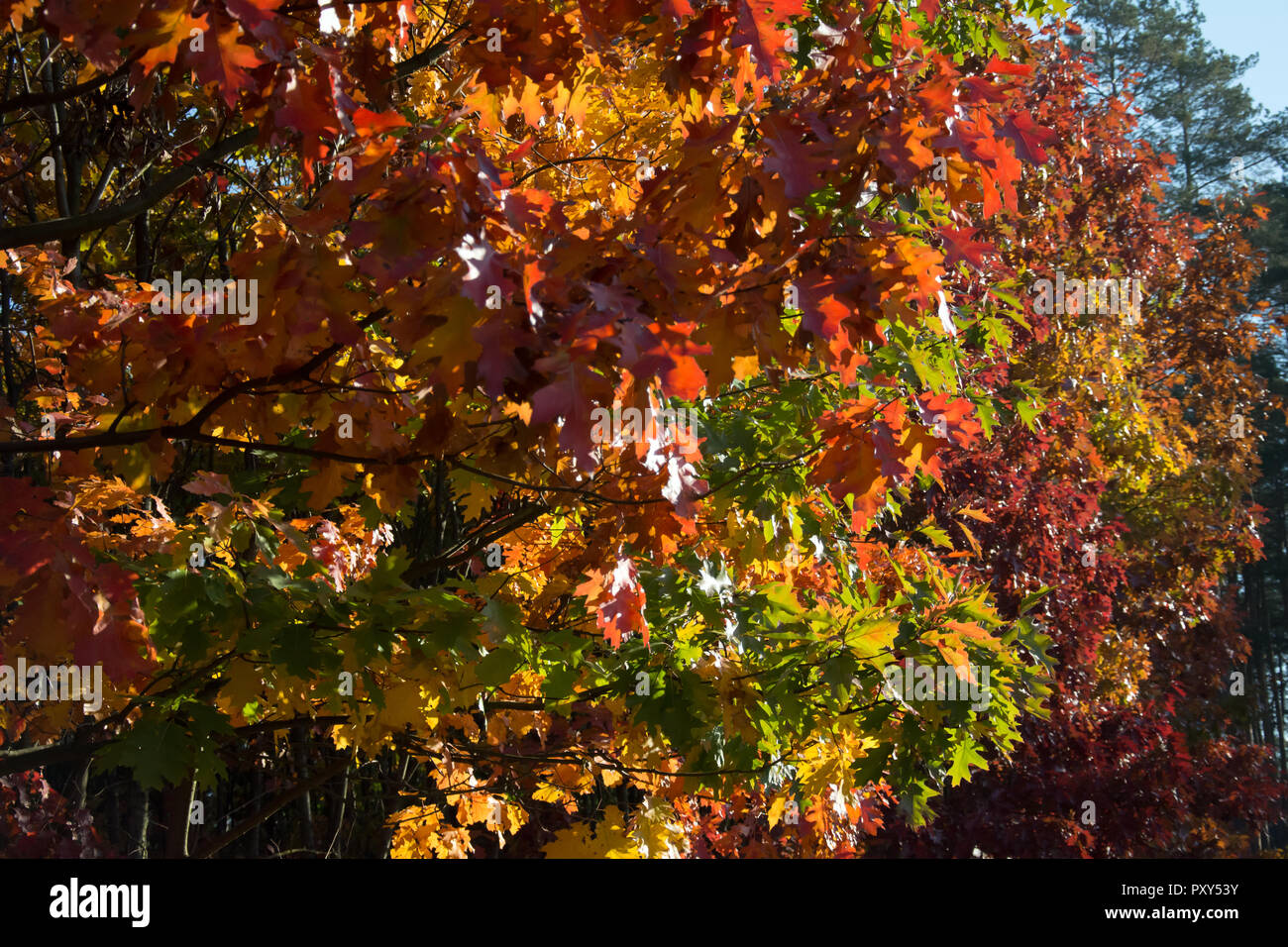 Miscela di colori rosso su alberi di quercia in autunno - marrone, verde, rosso e foglie di colore arancione Foto Stock