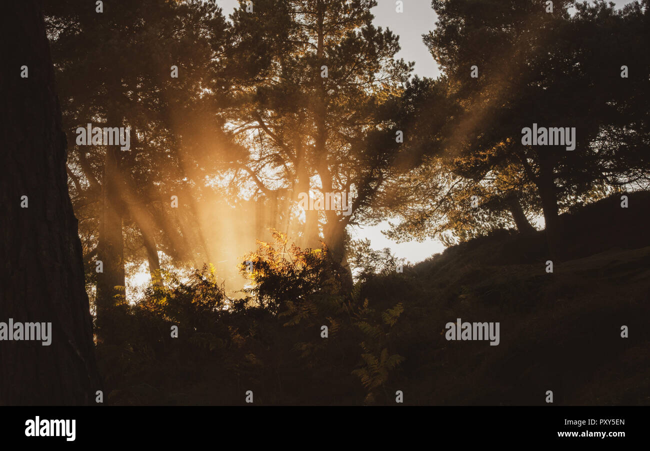 La mattina presto i raggi di sole raggiante attraverso bracken, la foschia e la nebbia in una pineta, Ilkley Moor, Regno Unito Foto Stock