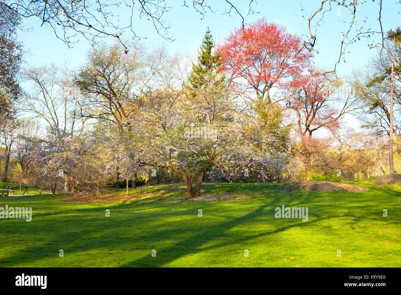 Central Park a inizio primavera, New York City, NY, STATI UNITI D'AMERICA Foto Stock