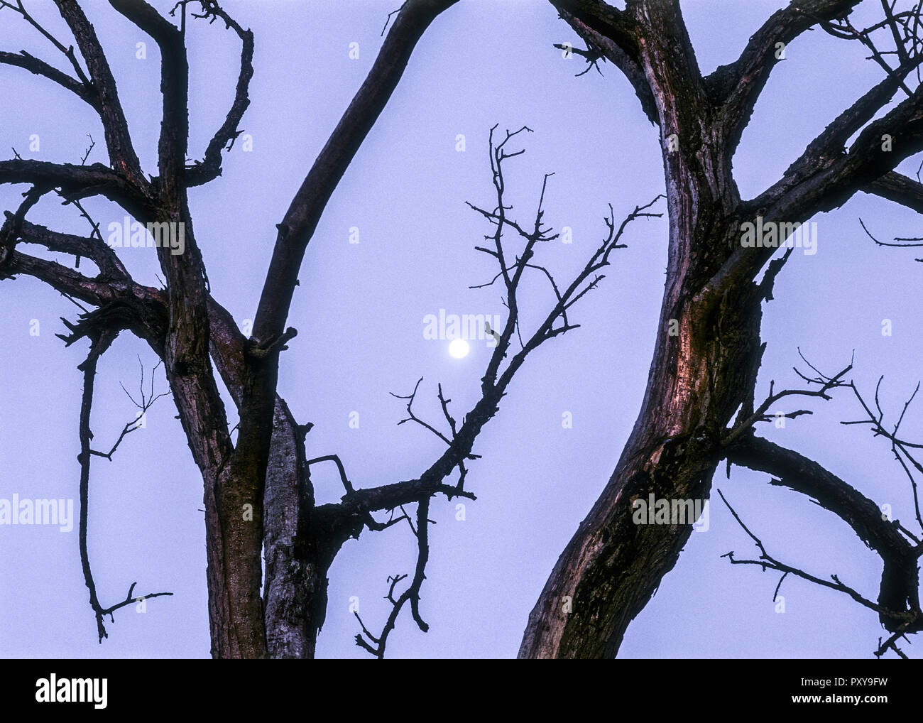 Mond zwischen Aesten Foto Stock